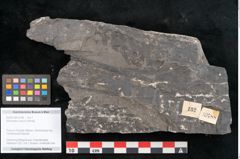 Foto (Objekt + Etikett) von Sohizopteris lactuca Sternbg. (NHMW-GEO-2024-0188-10788)